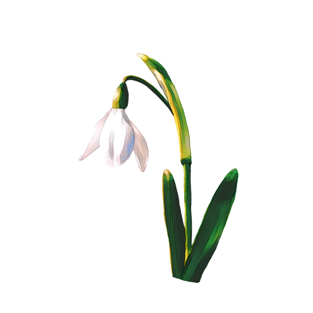 Snowdrop 2nd version