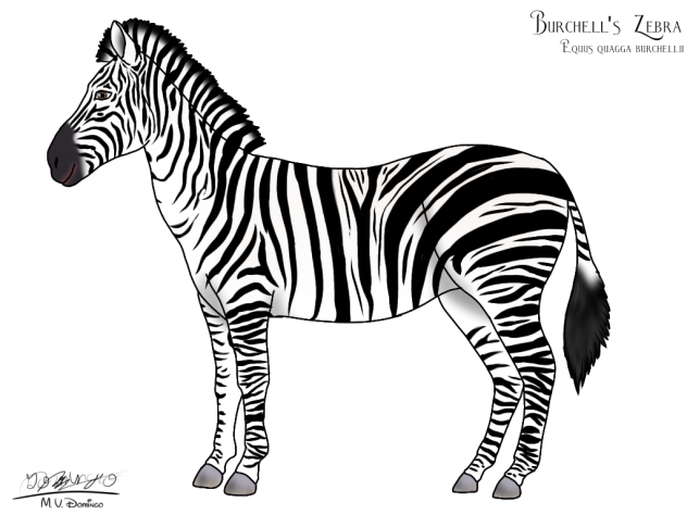 Burchell's Zebra