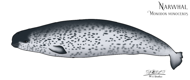 Narwhal female