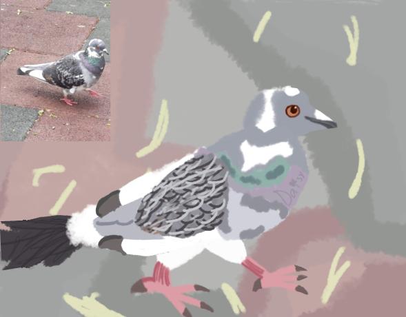 🐦 Pigeon 🐦