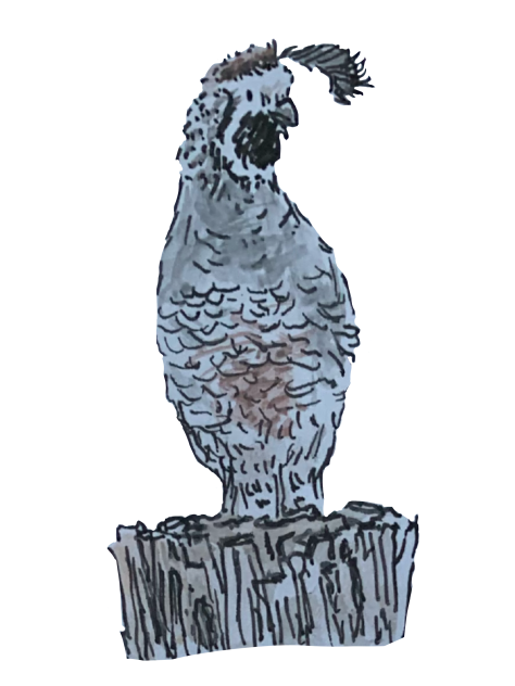 Quail in watercolors