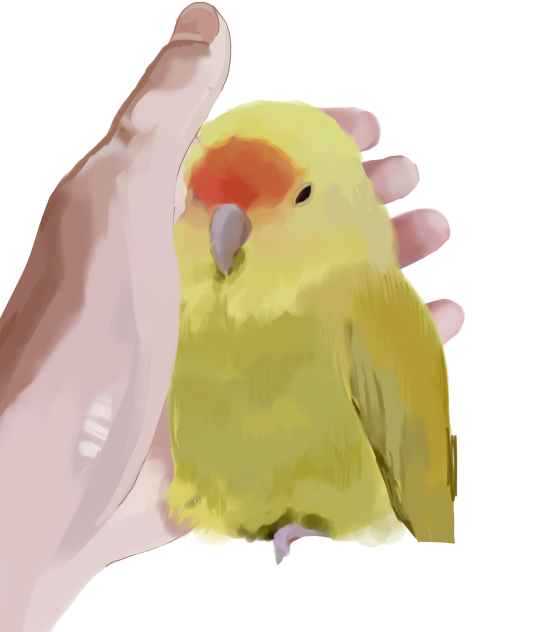 うちのインコ