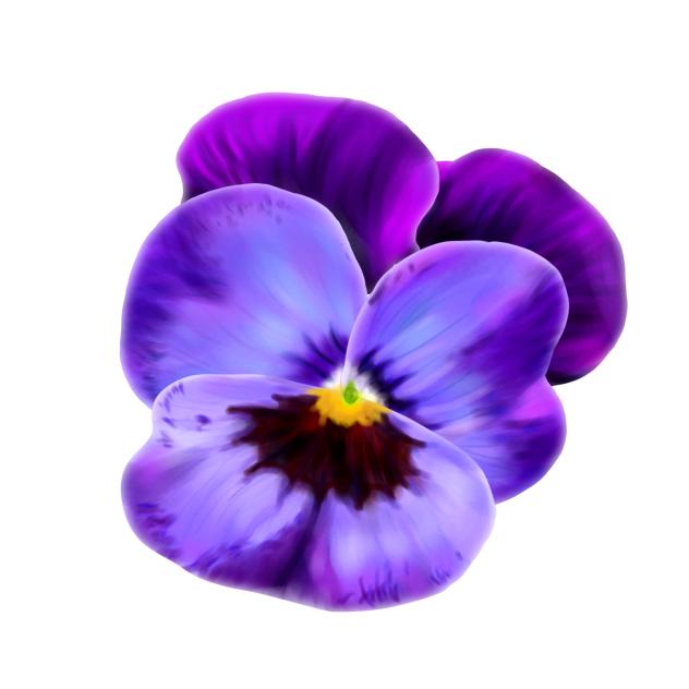 Violet