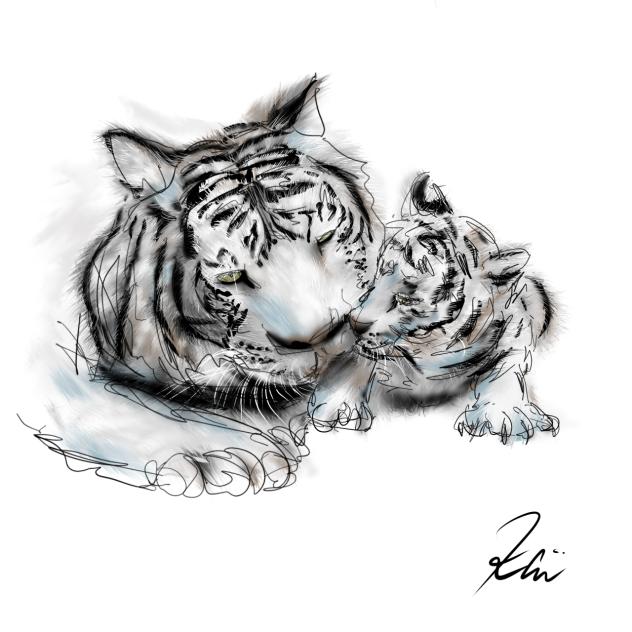 ホワイトタイガー　White Tiger
