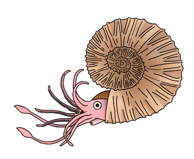 Notosilesitoides philippinensis
