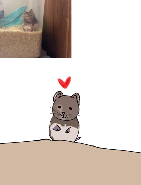 My hamster died today…
