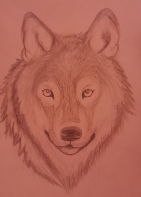 Dibujo de lobo a lapiz 😃