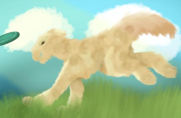 labradoodle