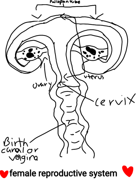 female reproductive system