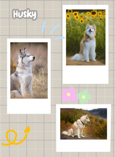 Husky’s! 💖