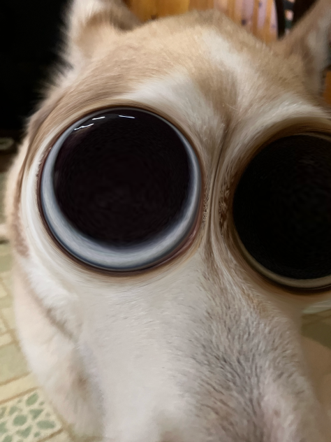 My Dog - ibisPaint