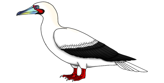 Red-footed Booby render