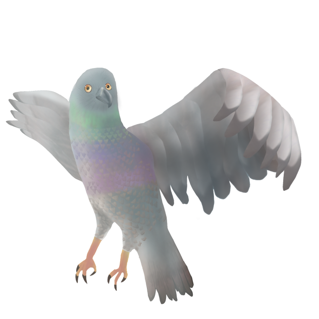 鳩