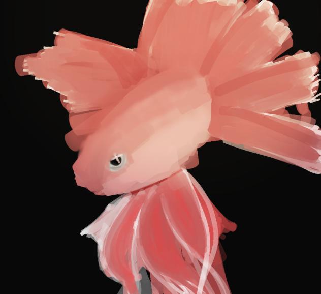 赤金魚