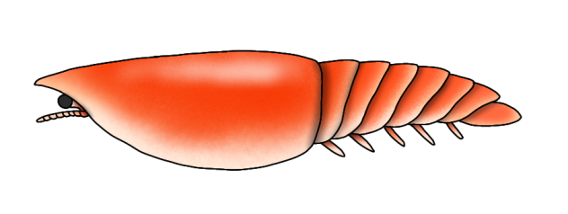 Erratus sperare render