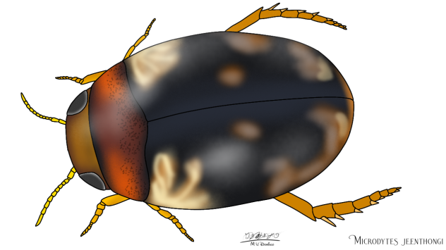 Microdytes jeenthongi