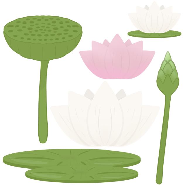 Waterlily