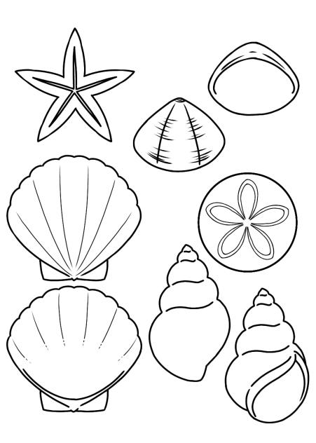 貝殻+a (デフォルメ)