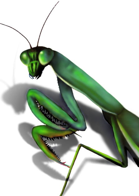 カマキリ