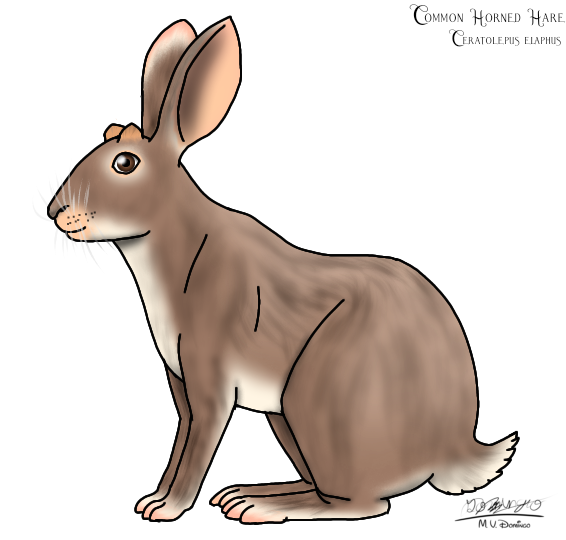 Common Horned Hare female