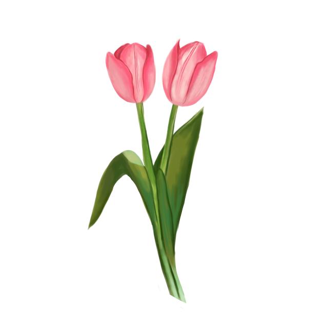 Tulips (without vase)
