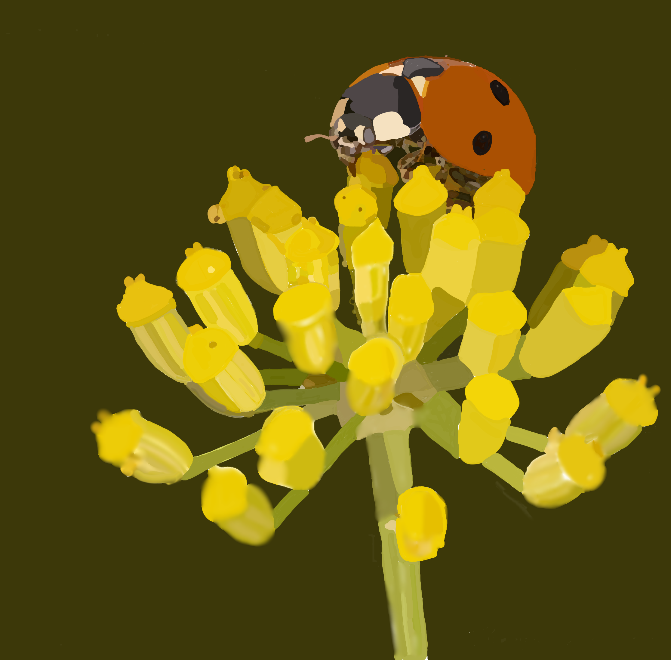 Ladybug - ibisPaint