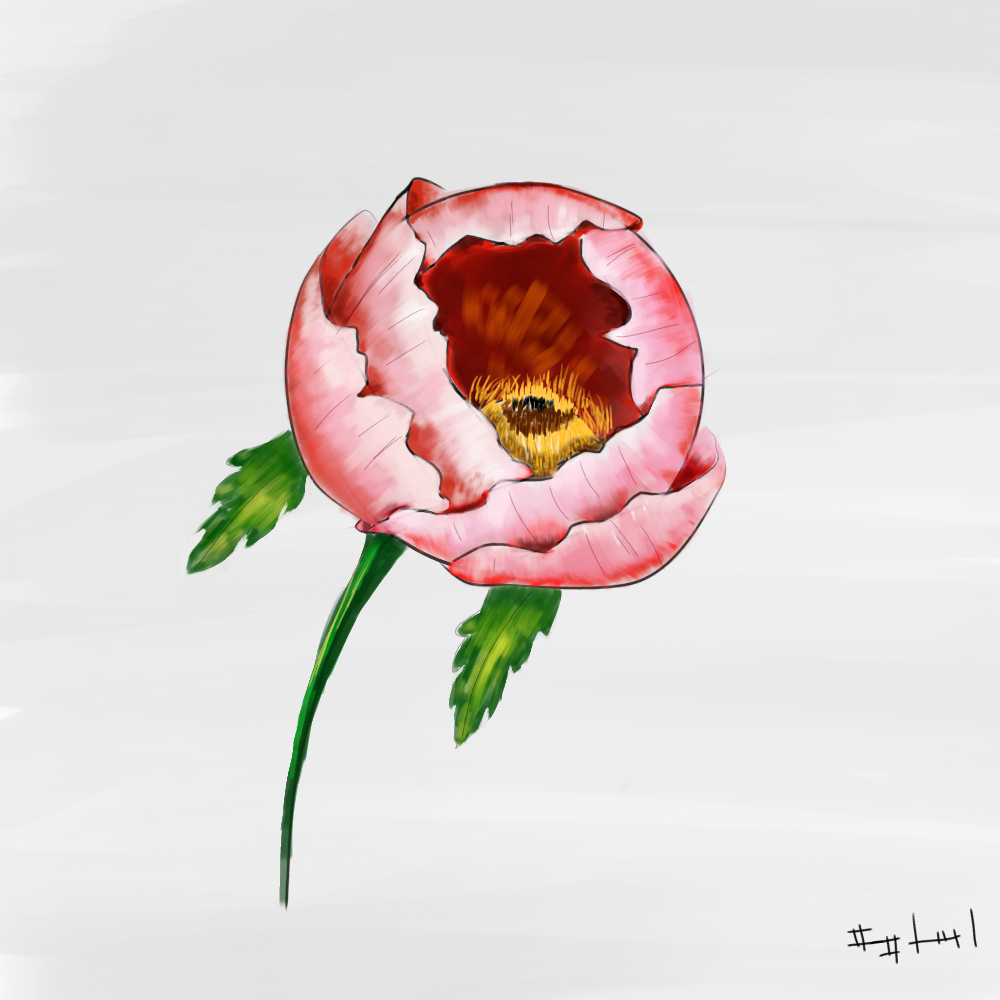 Draw a rose ibisPaint