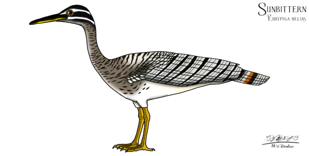 Sunbittern