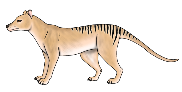 Thylacine (2023) render