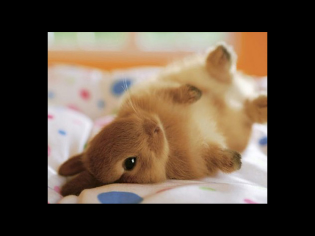 Bunny 9