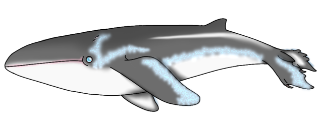 Gray Rorquabird (2023) glow2
