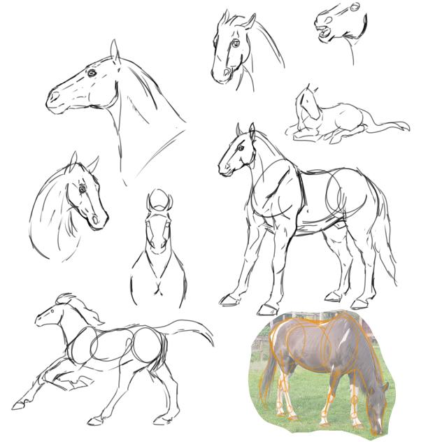 horse sketches