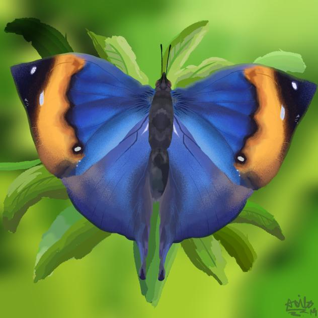 orange oakleaf butterfly