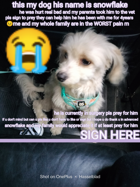 my dog...