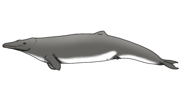 Coronodon planifrons render