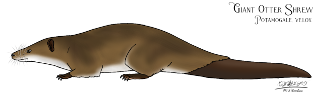Giant Otter Shrew