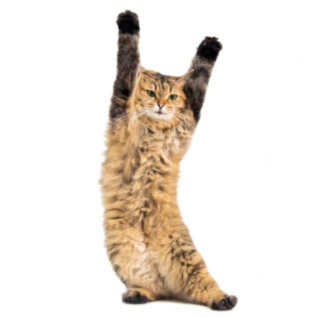 DANCE 🐱