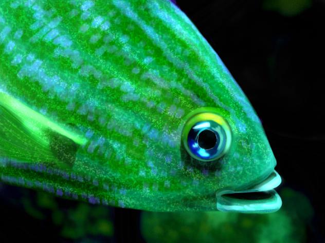 green aquarium fish 🐟