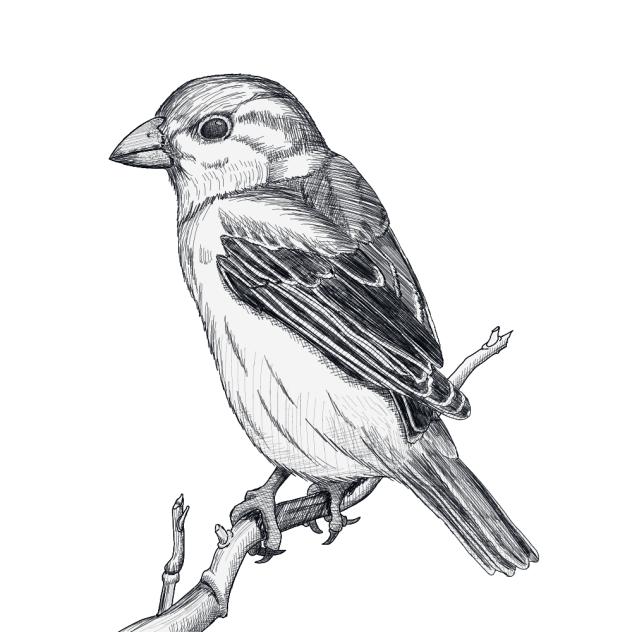 Sparrow Bird