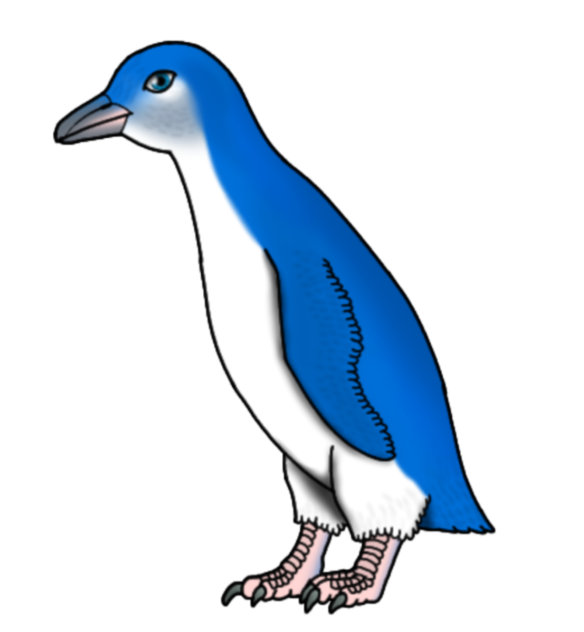 Little Penguin resize2
