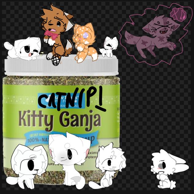 Cat Collab 😜😜😜