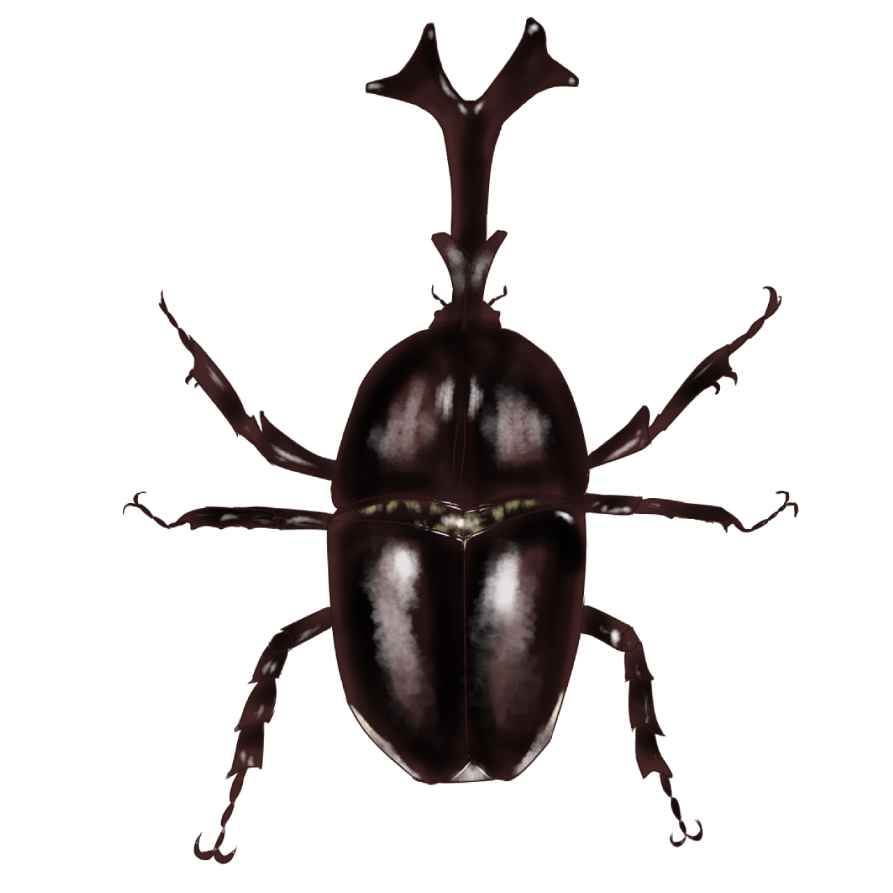 カブトムシ Ibispaint