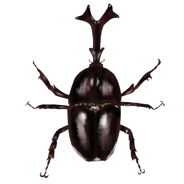 カブトムシ
