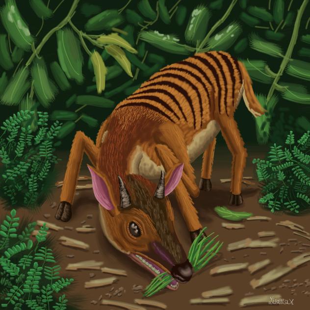 Zebra Duiker  (Cephalophus zebra)