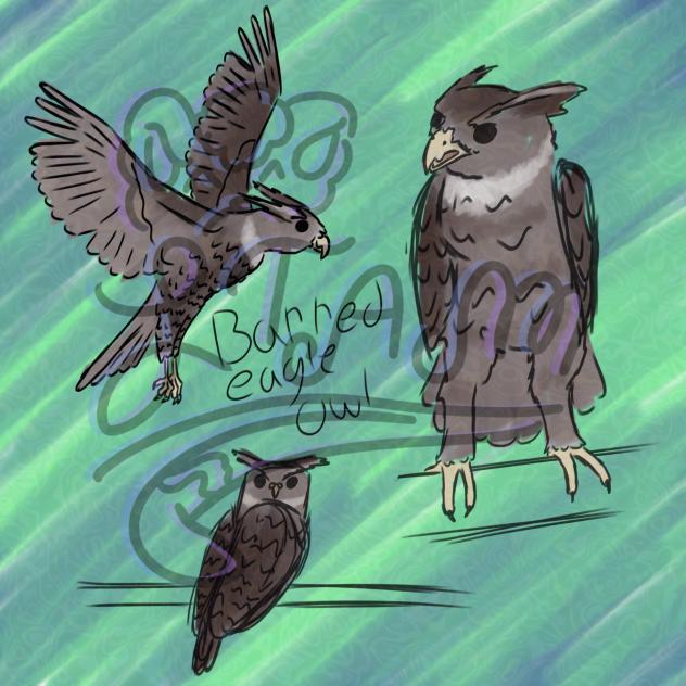 barred eagle owl