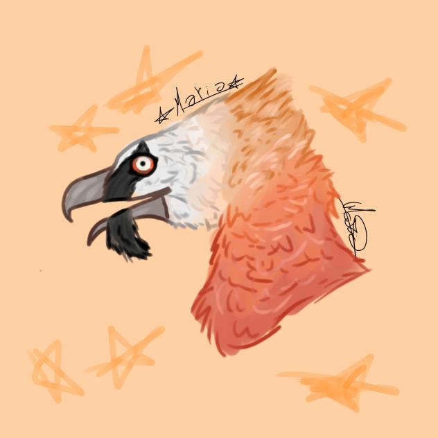 bearded vulture pfp
