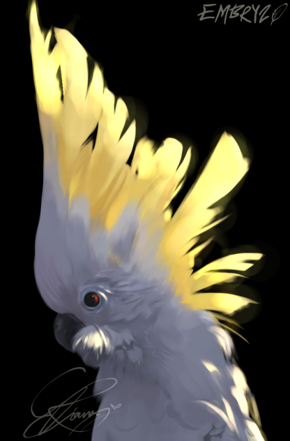 cockatoo