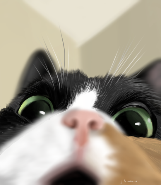meaaaaaaowoww