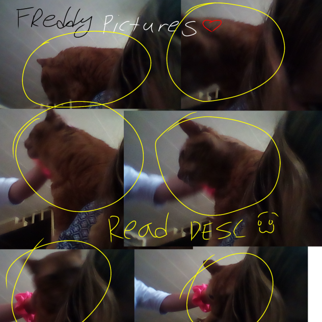 Freddy our fat orange cat