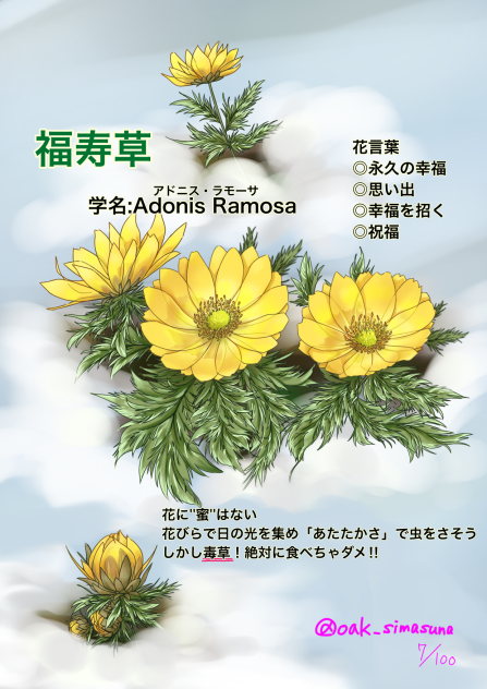 福寿草 100チャレNo.07